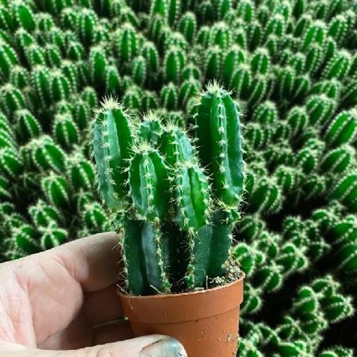 Cereus repandus 'Florida'