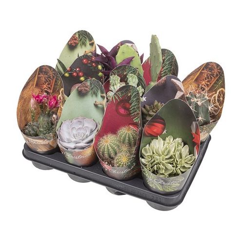 Cactus / Succulents MIX