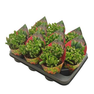 Crassula ovata 'Hobbit'