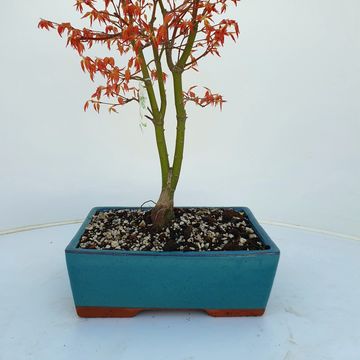 Acer palmatum 'Katsura'