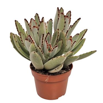 Kalanchoe tomentosa