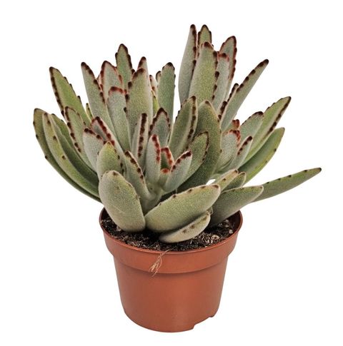 Kalanchoe tomentosa