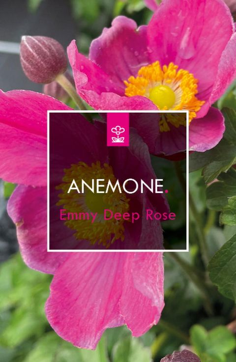 Anemone hupehensis EMMY DEEP ROSE