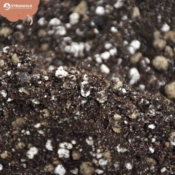 Substrates CACTI / SUCCULENTS MIX