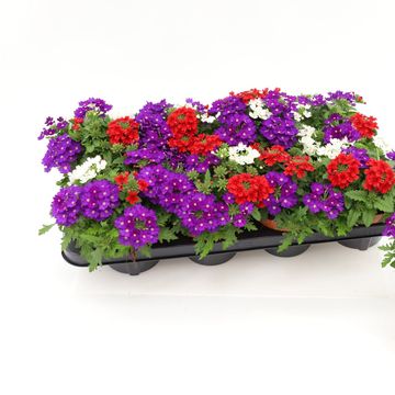 Verbena MIX IN POT