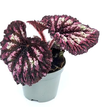 Begonia 'Spirit of Flores'