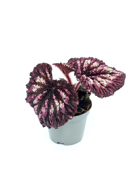 Begonia 'Spirit of Flores'