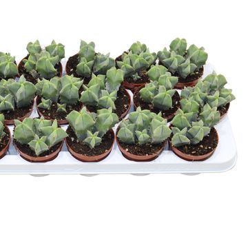 Ritterocereus pruinosus