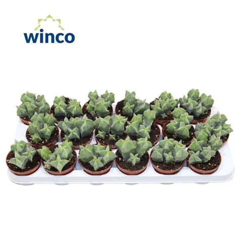 Ritterocereus pruinosus