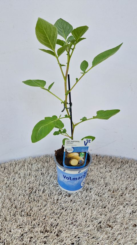 Solanum tuberosum 'Adessa'