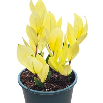 Zamioculcas zamiifolia 'Chameleon'