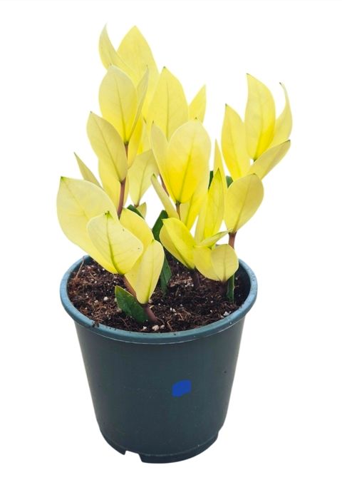 Zamioculcas zamiifolia 'Chameleon'