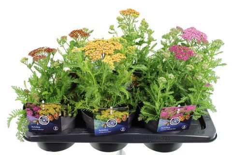 Achillea millefolium MIX