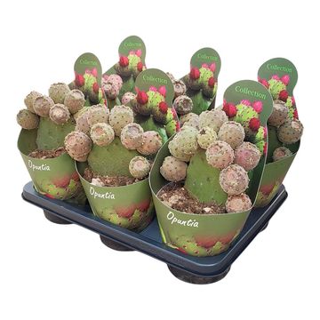 Opuntia tomentosa