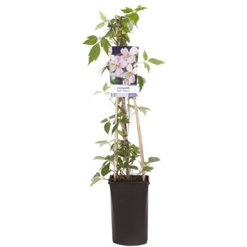 クレマチス モンタナ ルーベンス ポ16 Cm 身75 Cm Plant Wholesale Floraccess