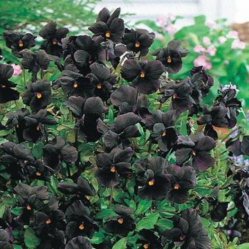 Viola 'Molly Sanderson'