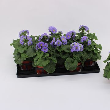 Primula obconica SWEET KISSES AMORE DARK BLUE