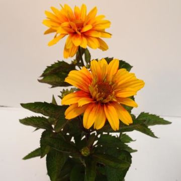 Heliopsis 'Sole d' Arancia'