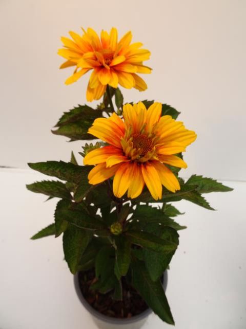 Heliopsis 'Sole d' Arancia'