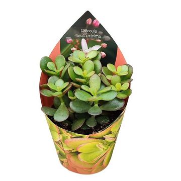 Crassula portulacea