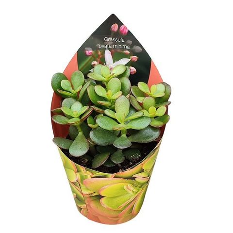 Crassula portulacea