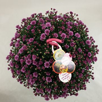 Chrysanthemum SKYFALL PINK