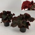 Begonia 'Midnight Magic'