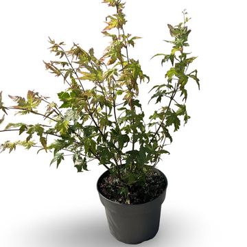 Acer palmatum 'Summer Gold'