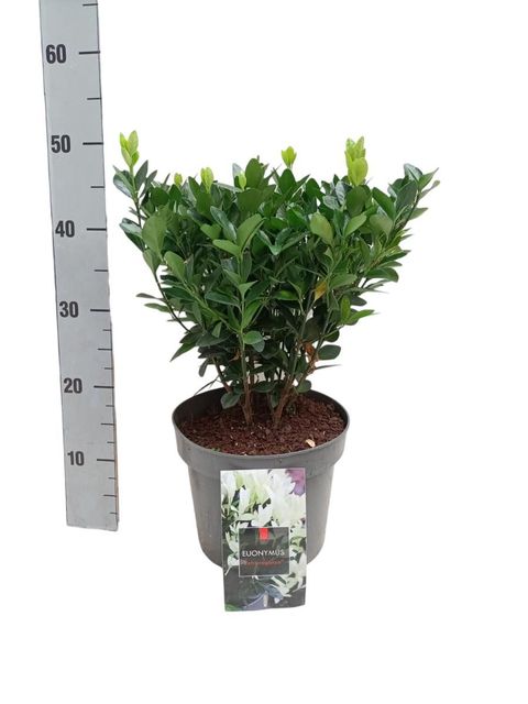Euonymus japonicus EXTRAVAGANZA