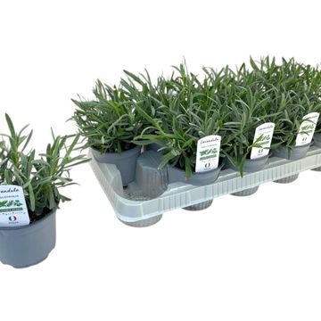 Lavandula angustifolia