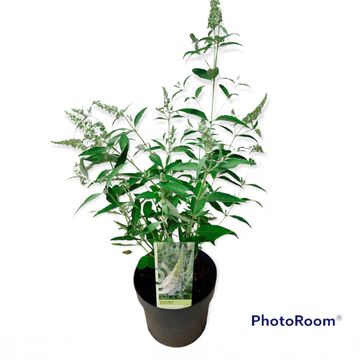 Buddleja davidii BUZZ IVORY