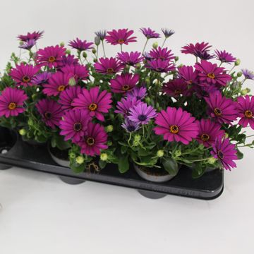 Osteospermum FLOWERPOWER PURPLE