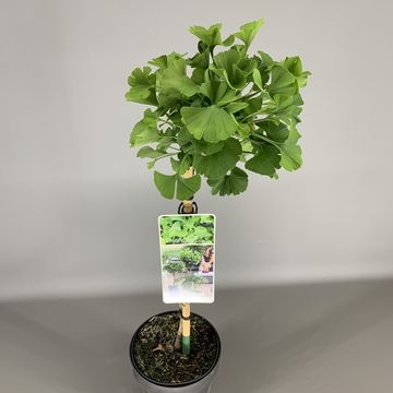 Ginkgo biloba 'Mariken'