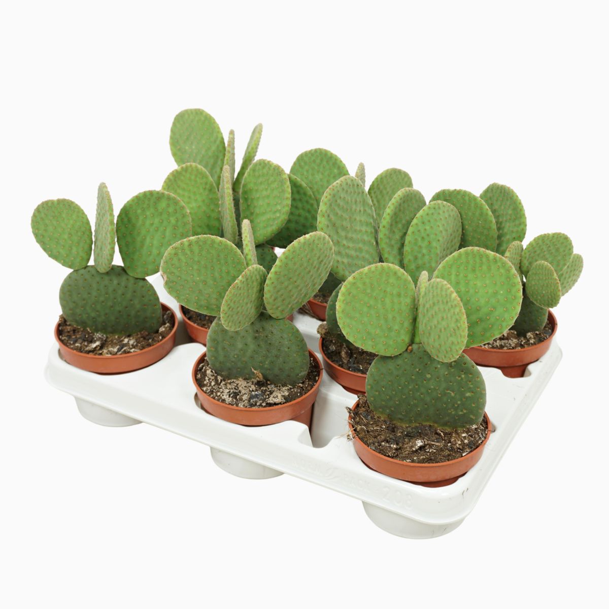 Opuntia microdasys inermis — Plant Wholesale FlorAccess