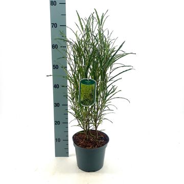 Frangula alnus FINE LINE