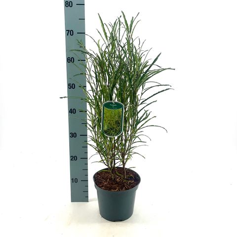 Frangula alnus FINE LINE