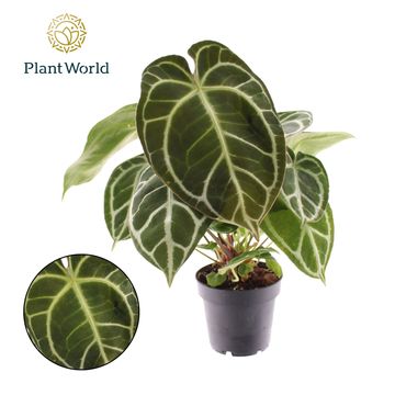 Anthurium crystallinum