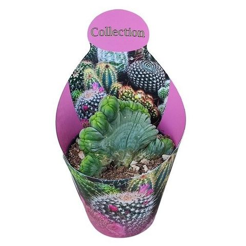 Trichocereus bridgesii monstruosus cristatus