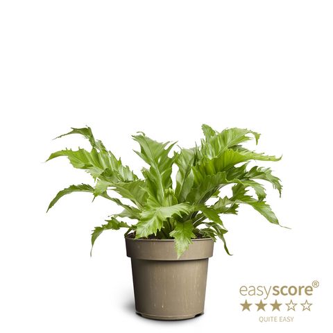 Asplenium nidus