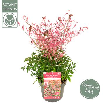 Nandina domestica 'Pretty Flamingo'