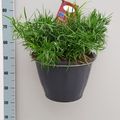 Asparagus falcatus