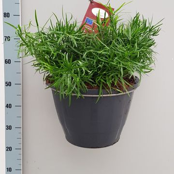 Asparagus falcatus
