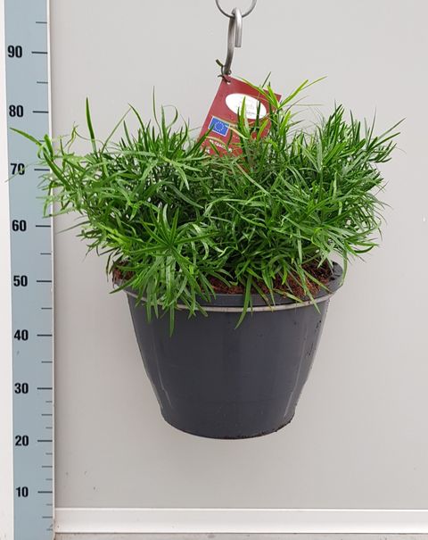 Asparagus falcatus