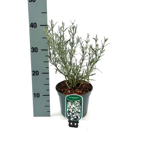 Gomphostigma virgatum 'White Candy'