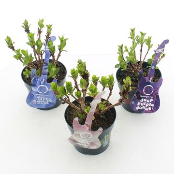 Hydrangea macrophylla MUSIC COLLECTION MIX