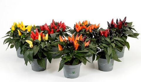 Capsicum annuum MAYA MAMBO MIX