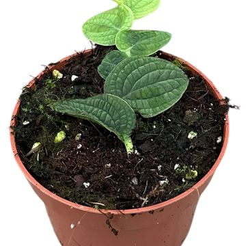 Rhaphidophora tenuis 'Silver'