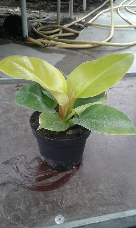 Philodendron 'Moonlight'