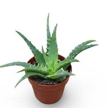 Aloe arborescens