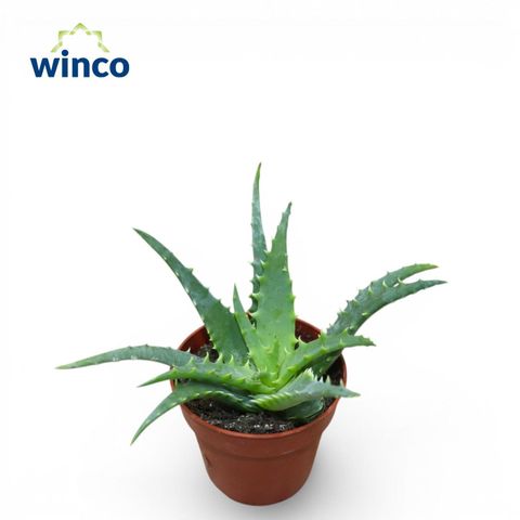 Aloe arborescens